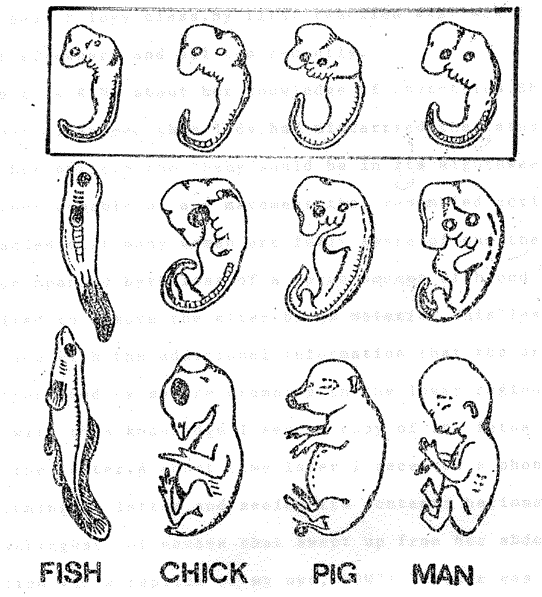 Embryonic Development by George John Romanes