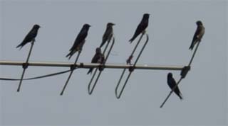 Purple Martins