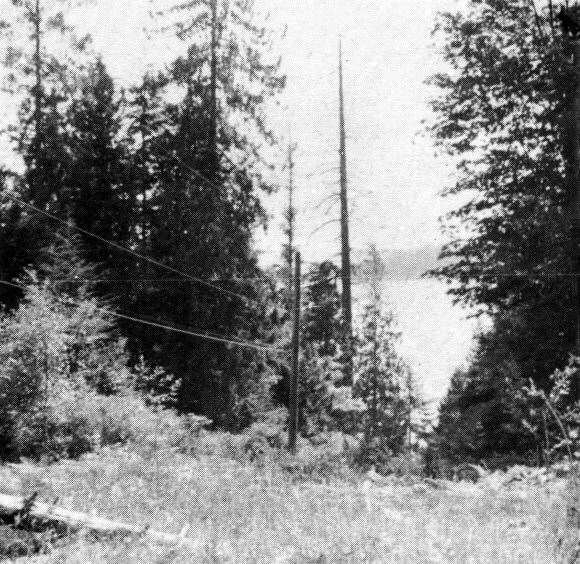 nest3.jpg (93354 bytes)