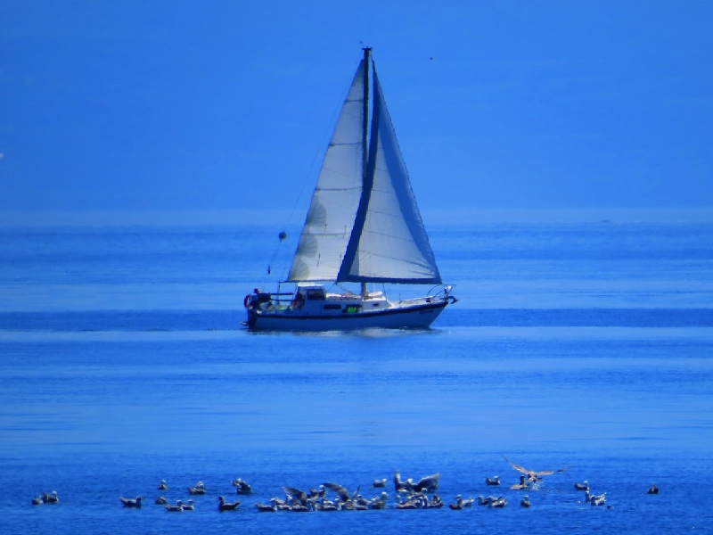 Esquimalt Lagoon - June
2013